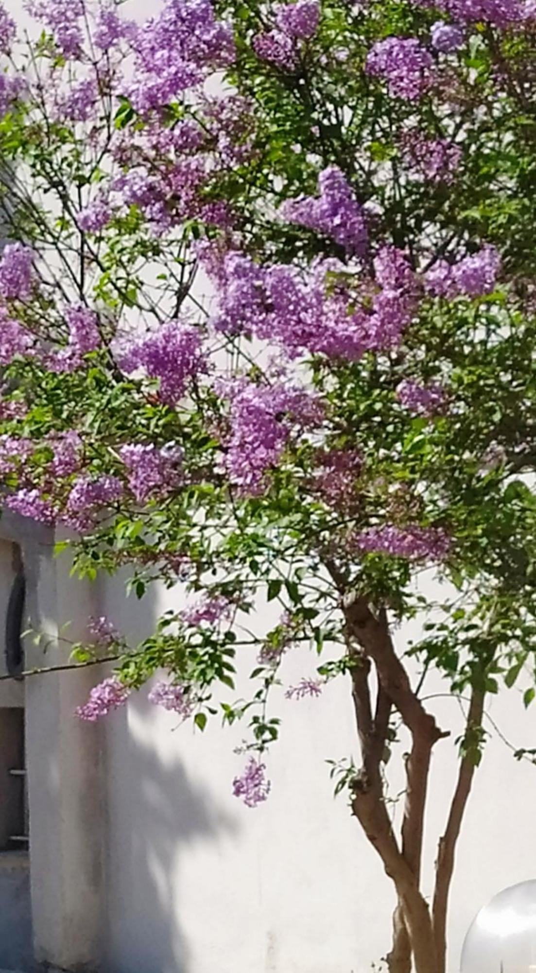 View Διαμερισμα Villa Loukissia Екстериор снимка